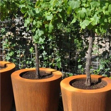 مربعات زهرة كورتن الصلب